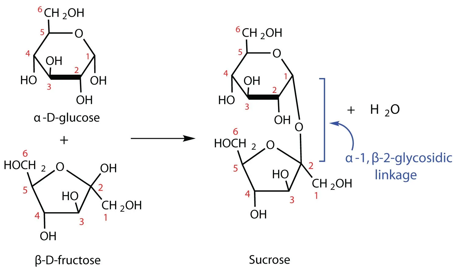 Formation of glycosidic bond in sucrose